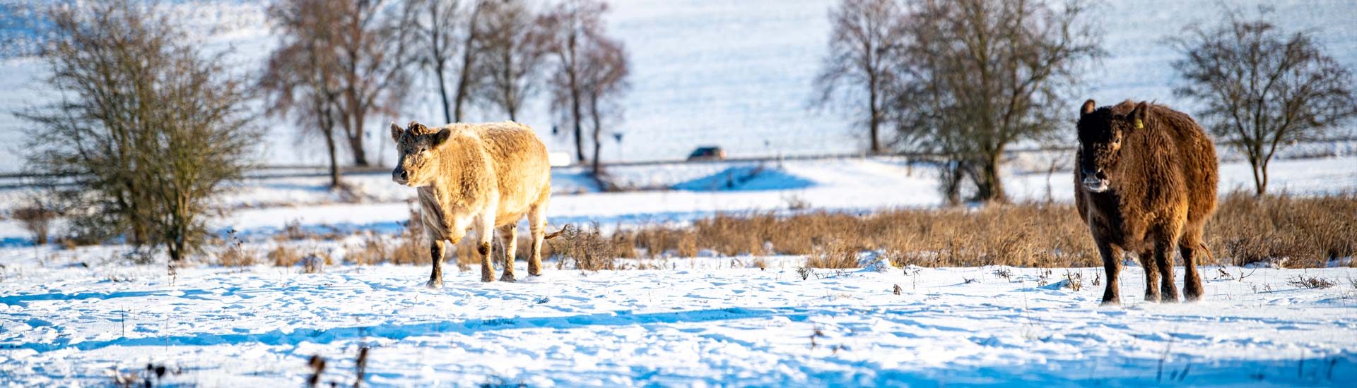 slider galloways kirchhain