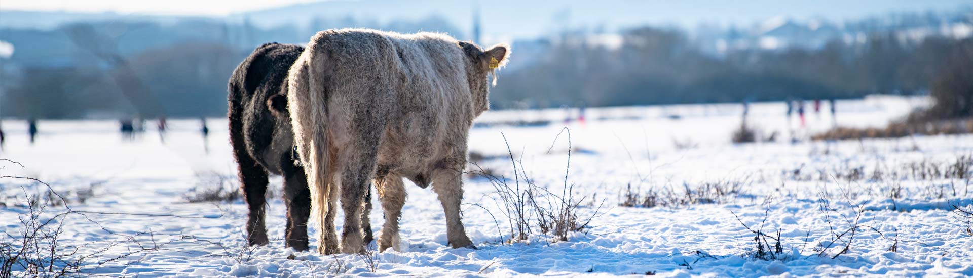 slider galloways kirchhain