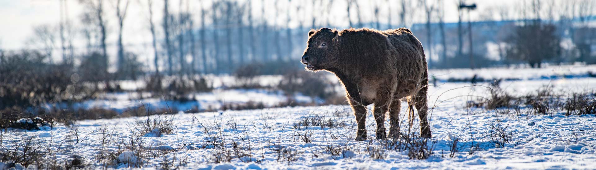 slider galloways kirchhain