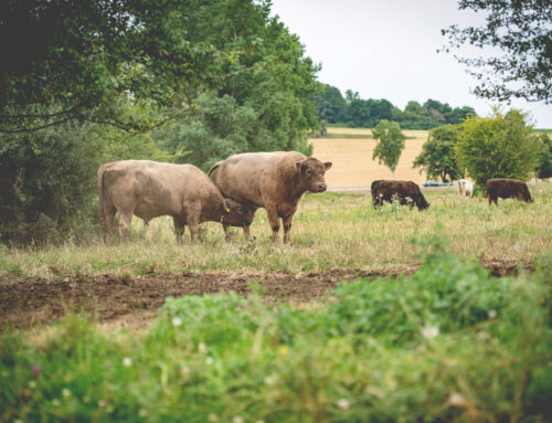 Galloways – Echte Naturschützer!